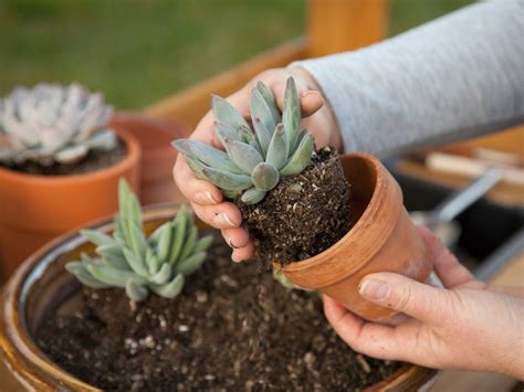Three options for succulent propagation are: Leaf cutting: Cut leaves from the mother plant and place in a pot with perlite. Example plant: Hens-and-chicks. Stem cutting: Trim at least two stems off the parent plant. Set the cut stems aside to let them form a callus for 5 to 7 days before planting in a pot.